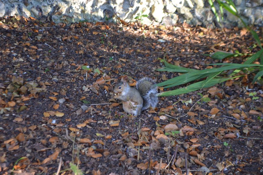 Gli scoiattoli li ho anche qua riè