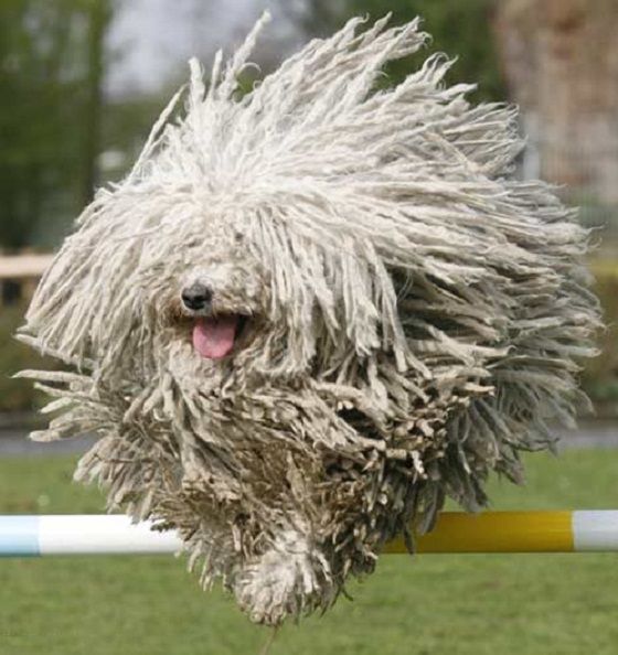 Everyone have to see the mop dog.
