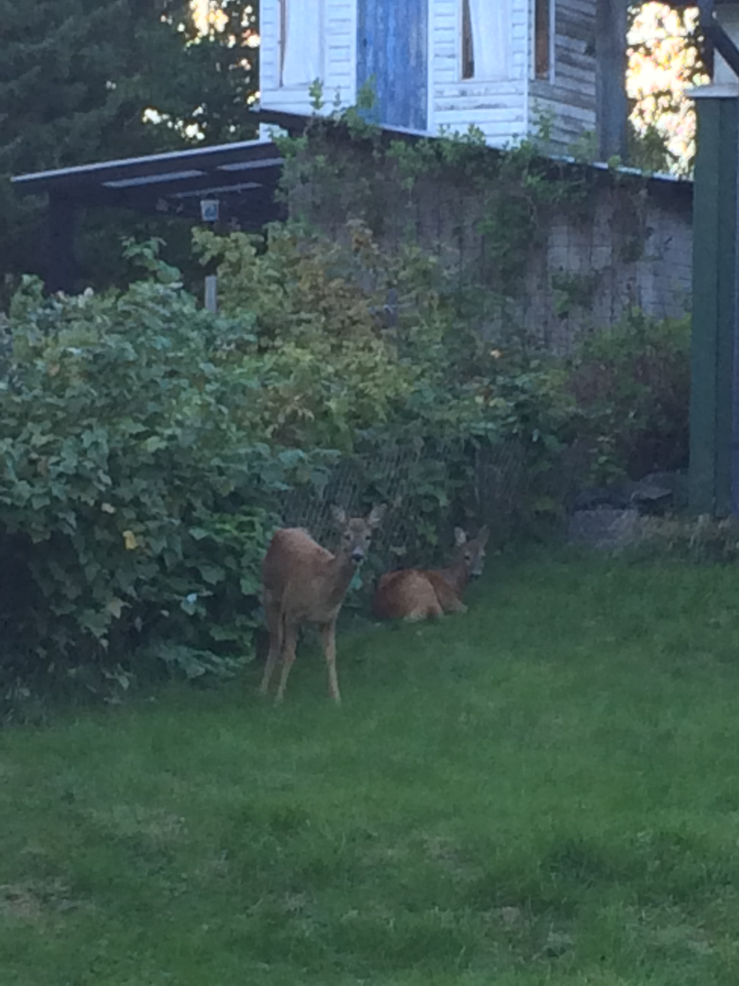 Animali vivi non propriamente da giardino